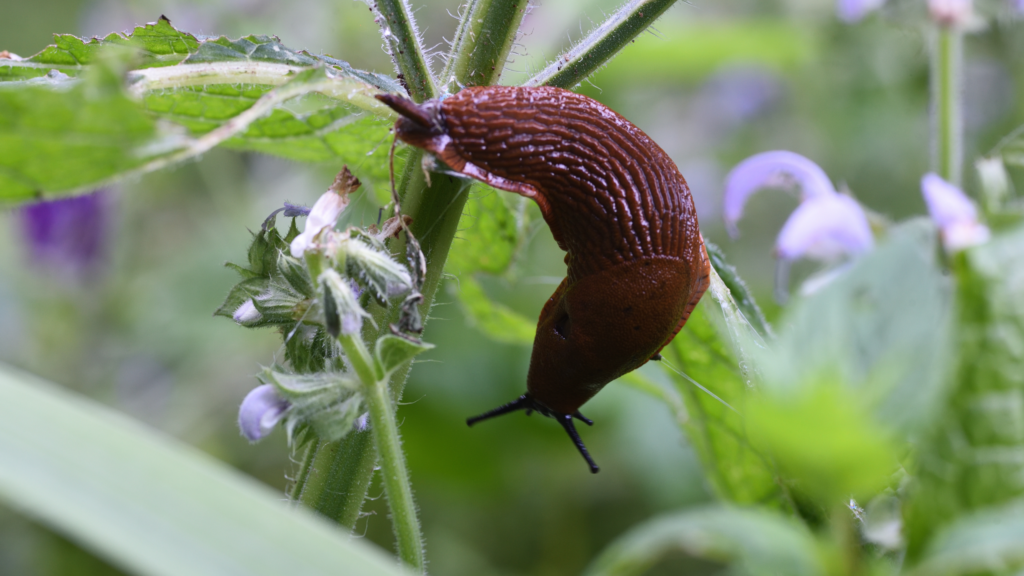Spread this natural material in your garden to deter slugs