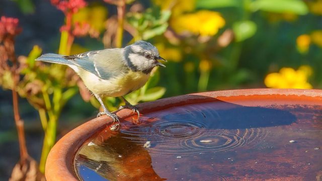 3 places you should never put a bird bath in a garden
