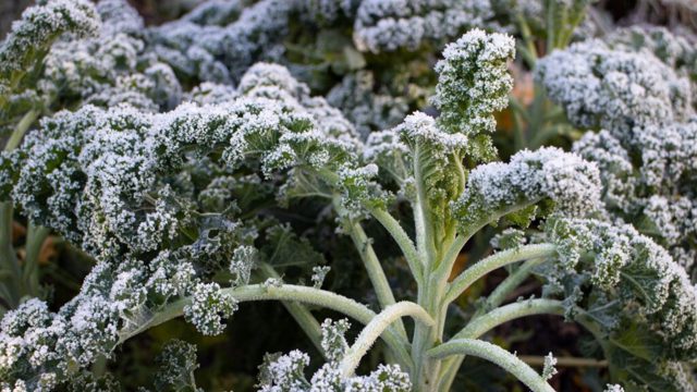 These vegetables benefit from frost and snow, say experts