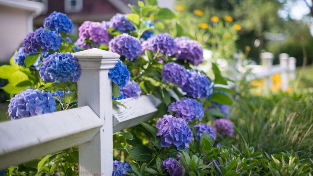 4 major hydrangea pruning mistakes to avoid this spring