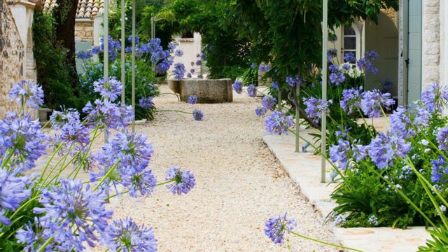 What to do with agapanthus in August – 5 essential tasks