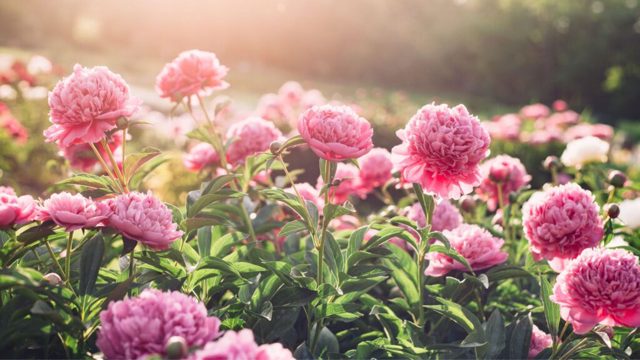 4 unusual peonies that look gorgeous in bloom