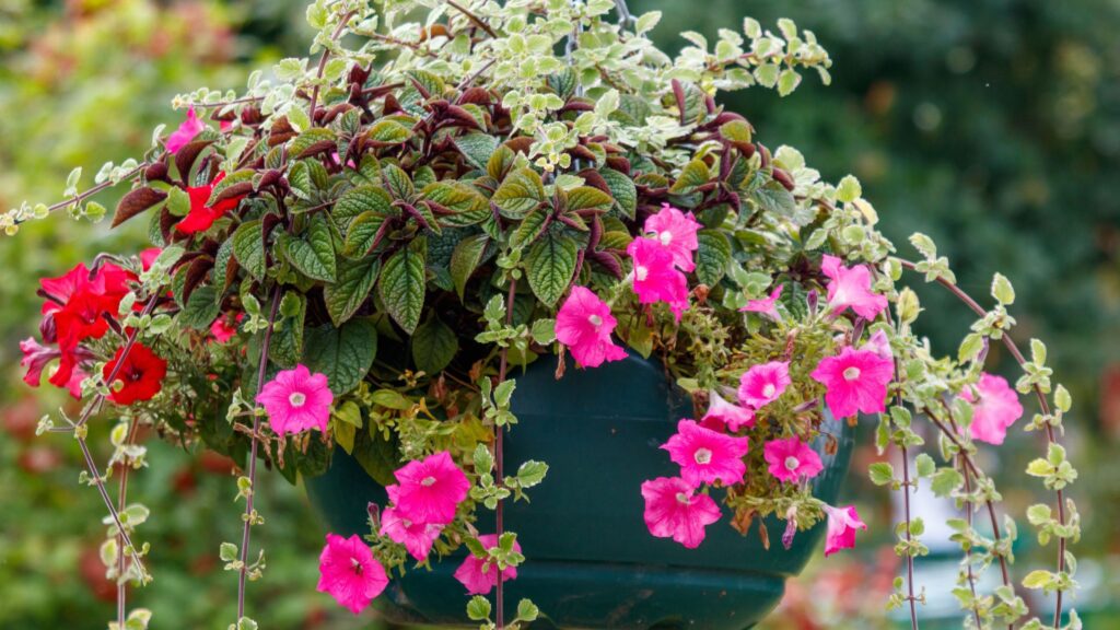 The best fast-growing trailing plants for hanging baskets