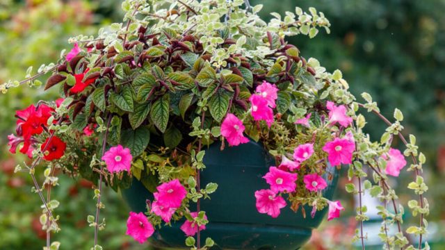 The best fast-growing trailing plants for hanging baskets
