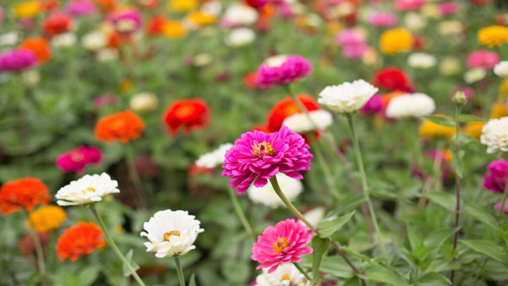 The low-maintenance, drought-tough flower replacing dahlias