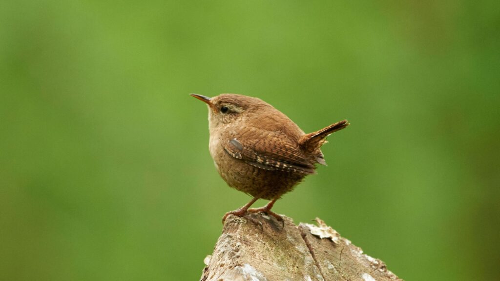 How to attract wrens to your garden – 5 expert-approved ways