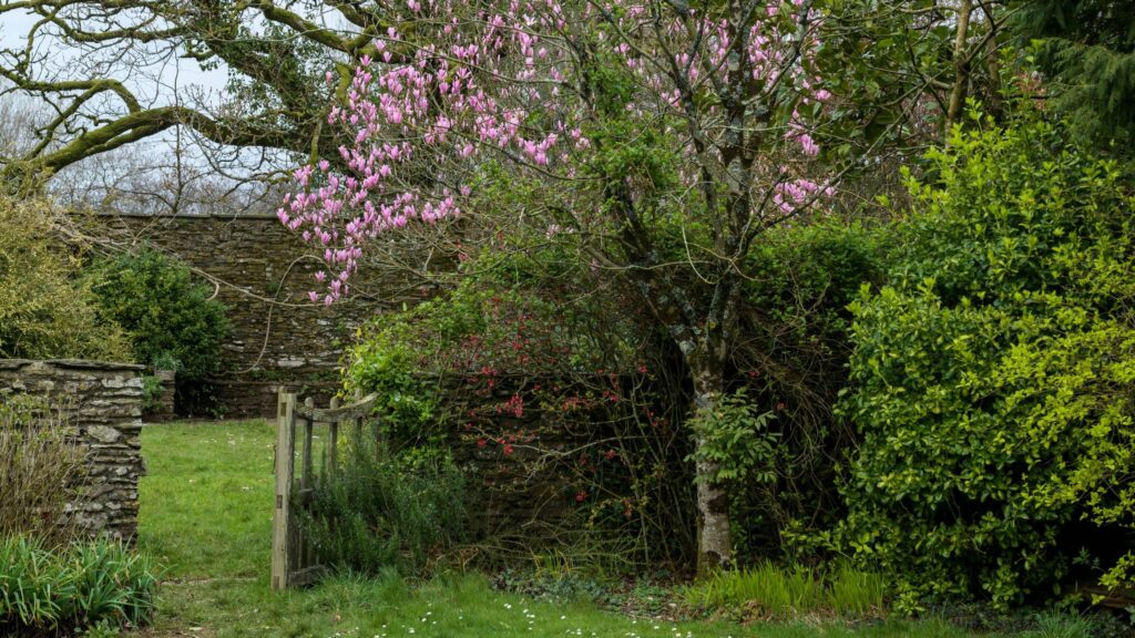 Can I prune my neighbour’s tree? Check these 4 things first