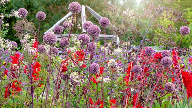 7 summer-flowering bulbs I’m planting in February