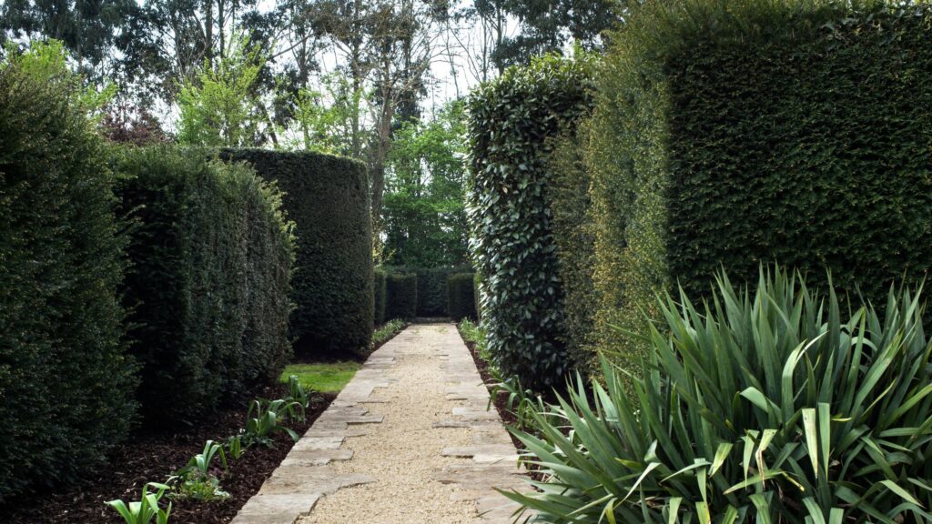 3 plants you shouldn’t prune this autumn – it’s too warm!