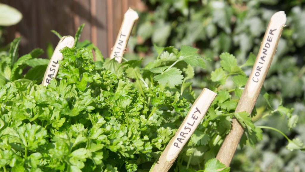 Is mint the secret to a pest-free garden? We asked experts