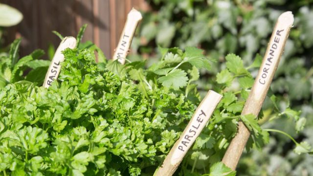 Is mint the secret to a pest-free garden? We asked experts