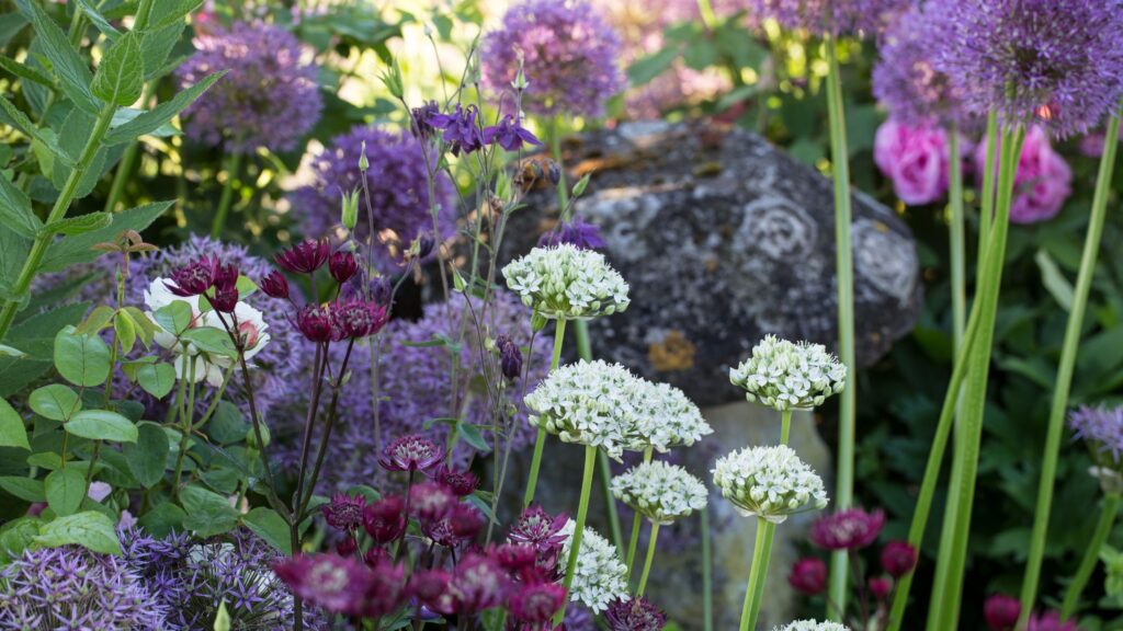 Can you plant allium bulbs in September? What the experts say