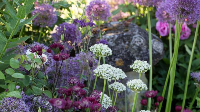 Can you plant allium bulbs in September? What the experts say