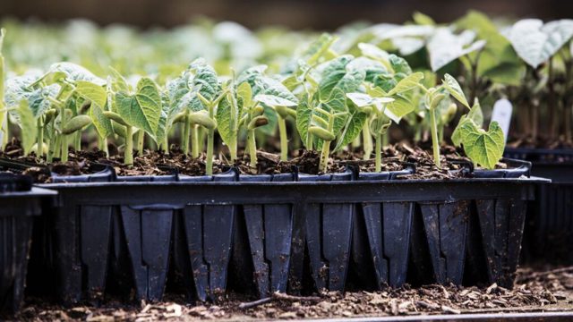 What are rootrainers? Get your seedlings off to a strong start