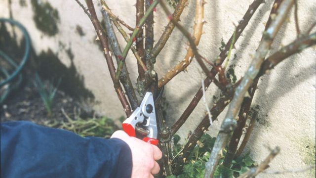 The spring pruning mistake stopping your plants bouncing back