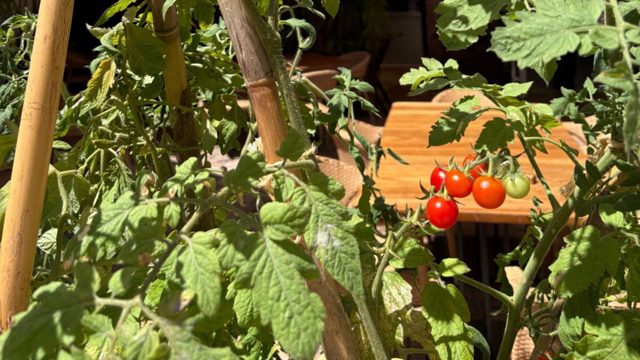 What to do with tomato plants in September – 3 key tasks