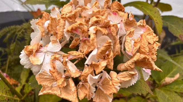 My hydrangea blooms are turning brown – here’s why