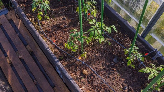 What is drip watering? The easy way to save water and stop weeds