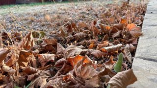 4 ways to use fallen leaves in the garden