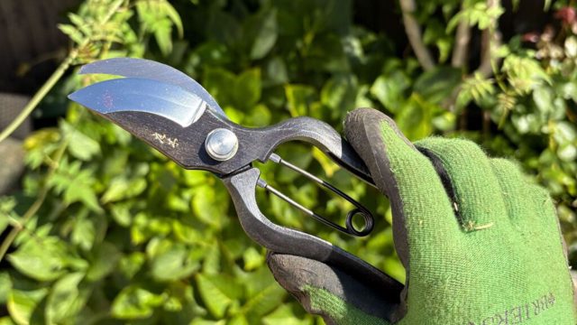 Niwaki’s Sentei Secateurs cut through stems like butter