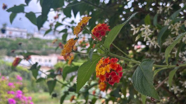 Meet the unexpected ‘it’ flower of 2026 for garden borders