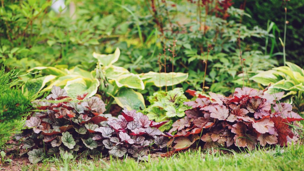 Sorry, hostas – gardeners are using heucheras for shady gardens