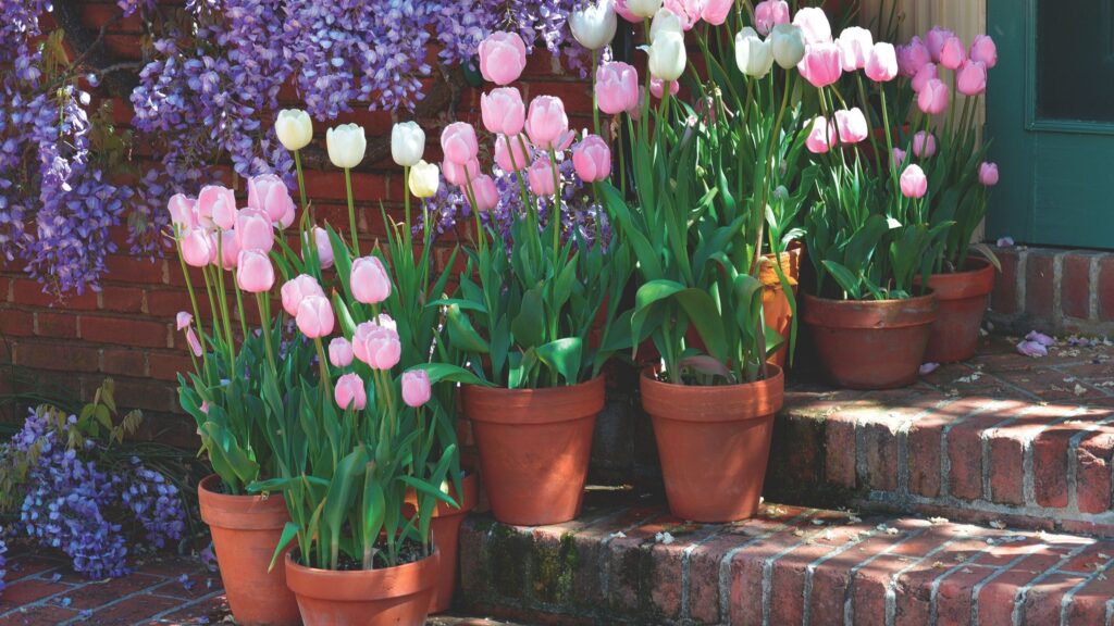 4 cut flowers you can still plant now for a burst of colour in spring