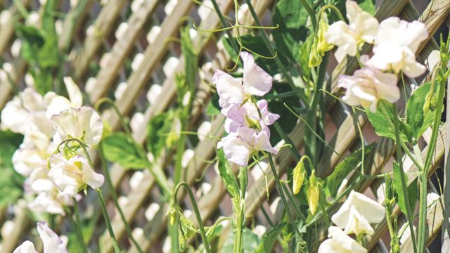 5 flowers to sow indoors in January for early blooms