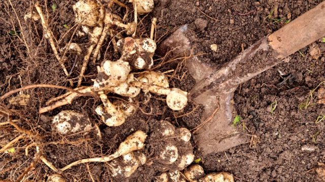 When to plant Jerusalem artichokes for delicious, nutty veg