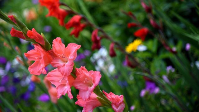 Why are your gladioli not flowering, and what to do about it