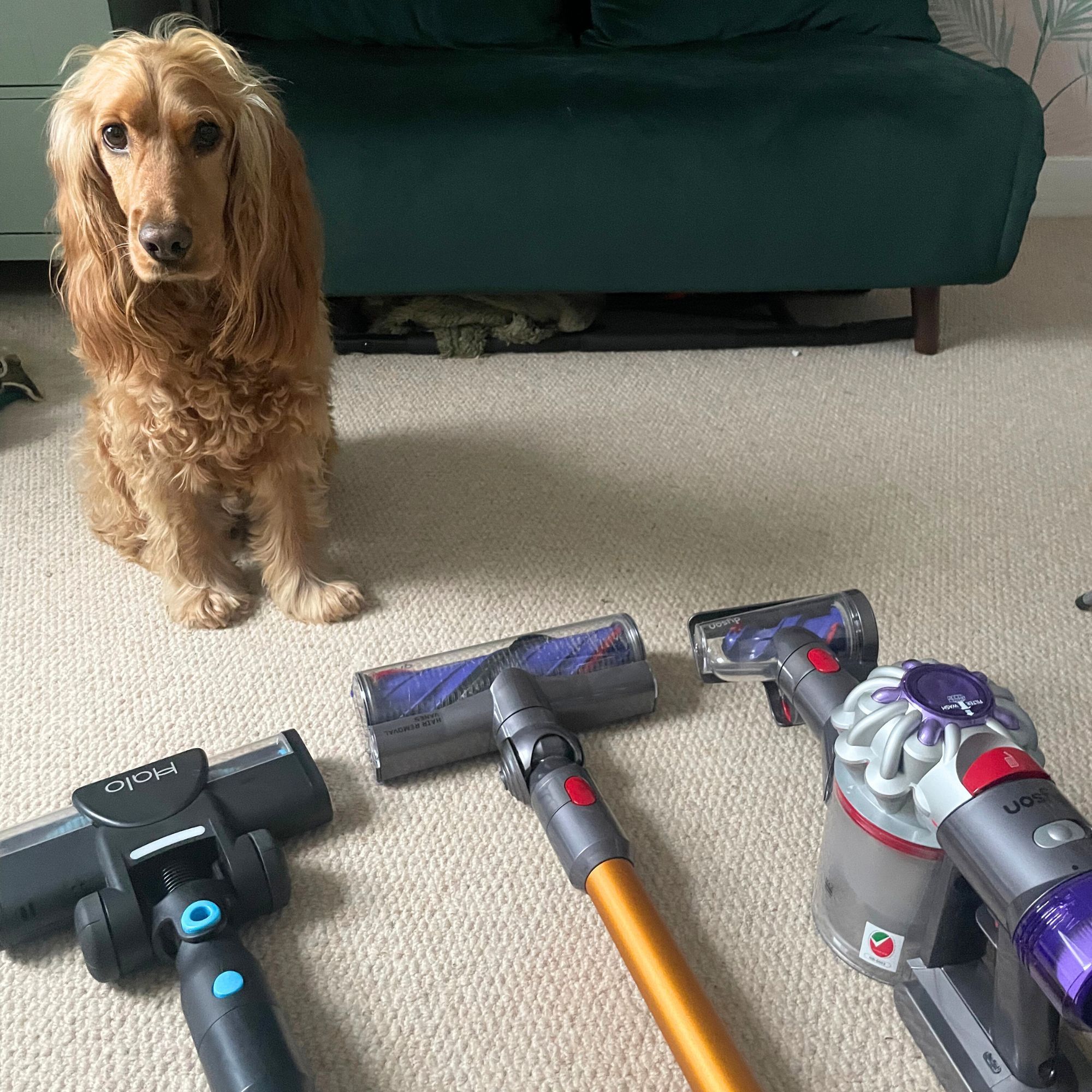 Halo and Dyson vacuums laid out in front of dog, sitting on carpet