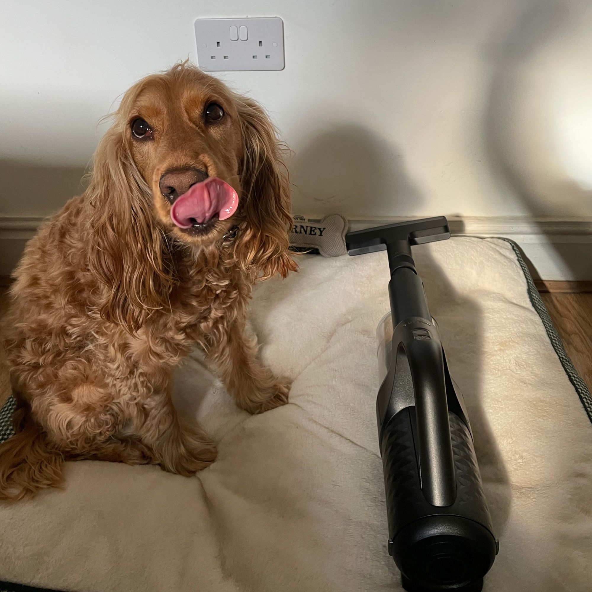 Miele DuoFlex handheld sitting on a white dog bed, with a cocker spaniel sitting next to it