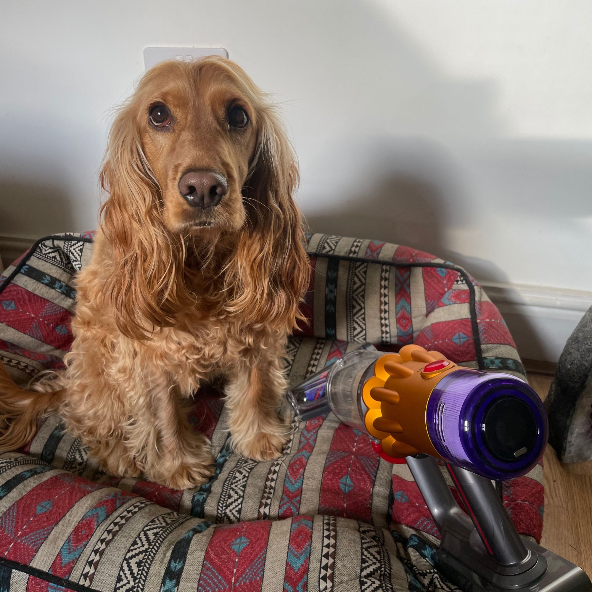 Dog sitting on an aztec patterned dog bed next to the Dyson V12