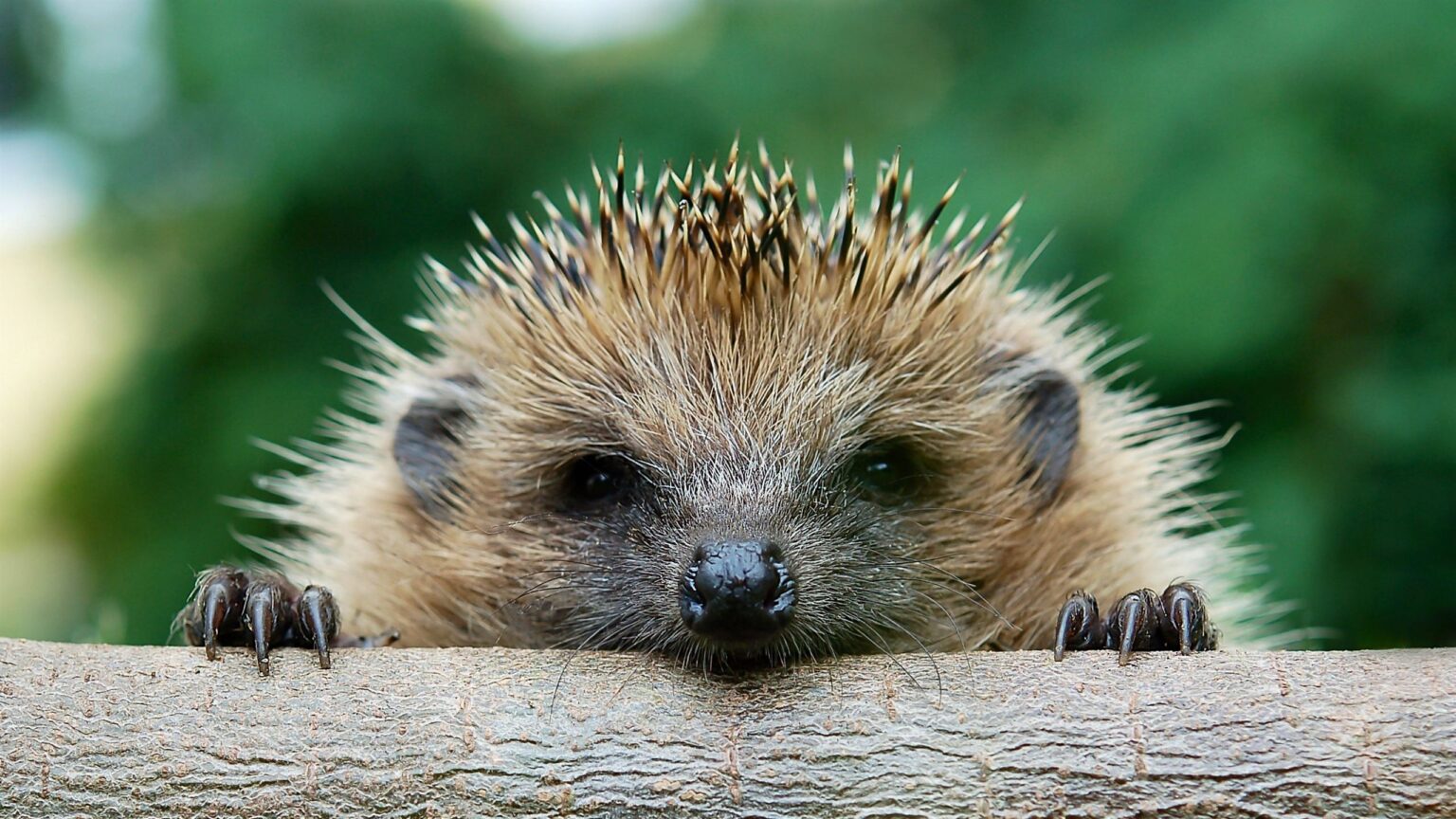 Protect wildlife before Bonfire Night with this simple task