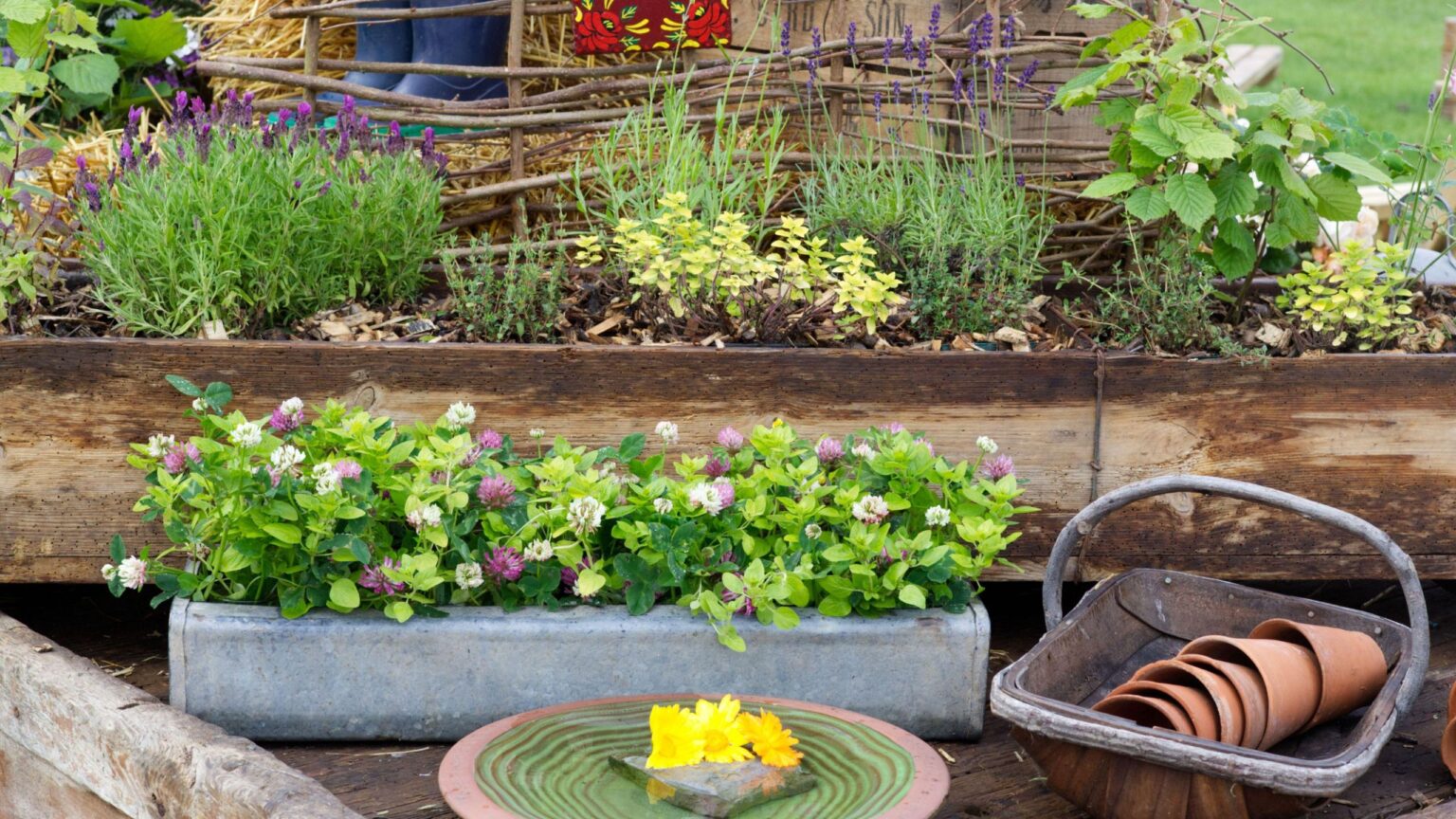 Herbs to divide in autumn for free plants and healthy growth