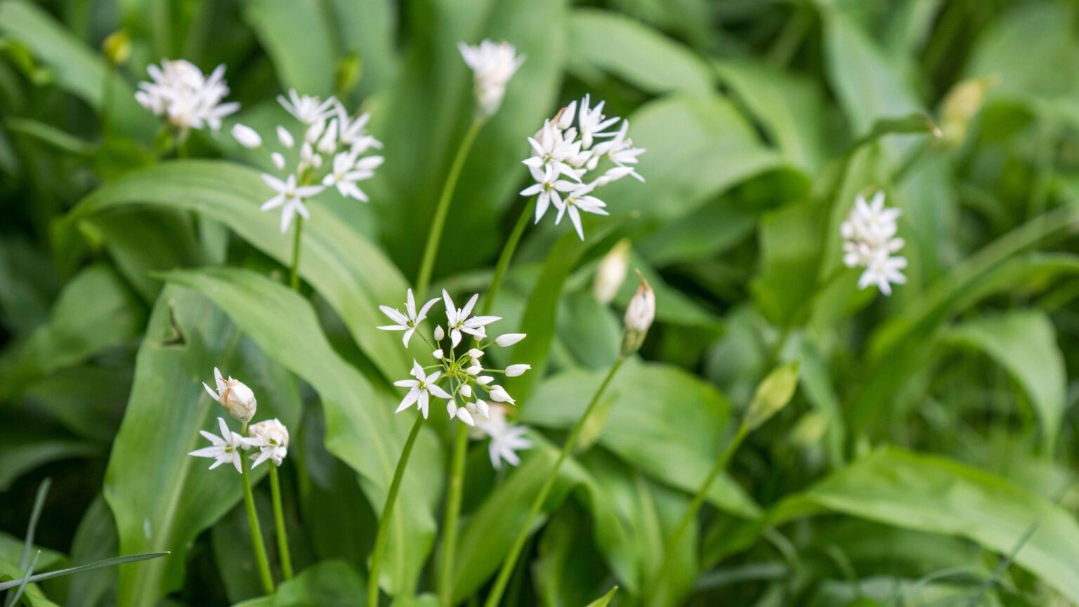 7 invasive bulbs you should never plant in your garden