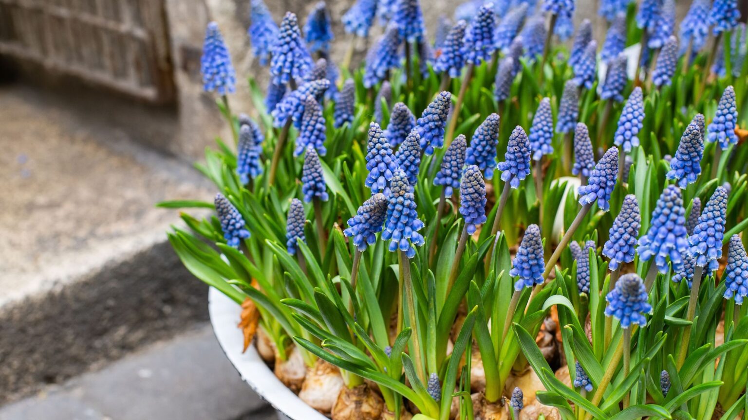 This spiral spring bulb hack is perfect for a tabletop