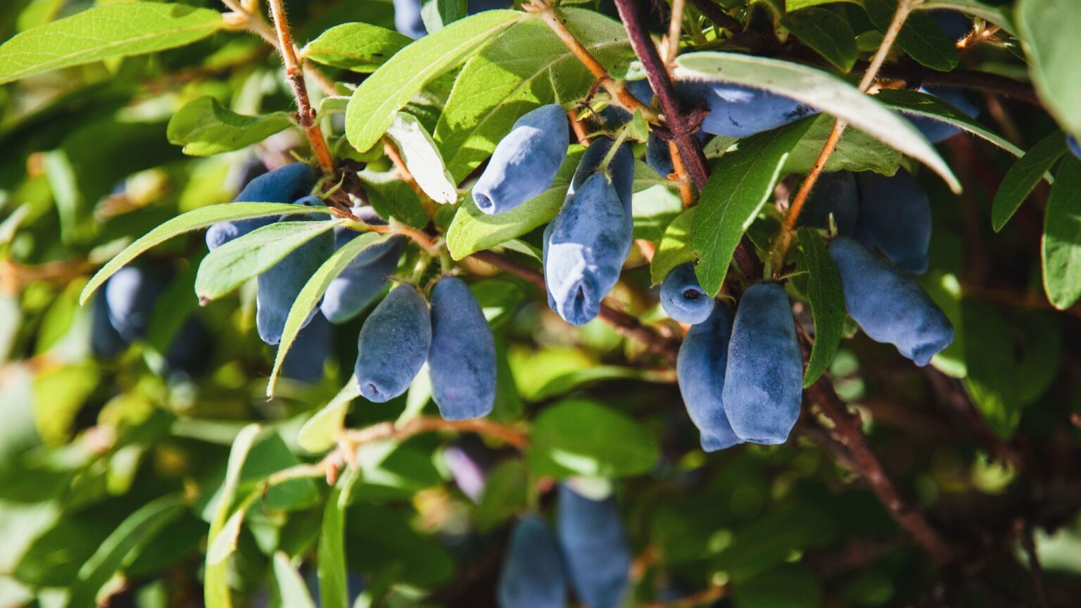 How to grow honeyberries for an effortless crop of fruits