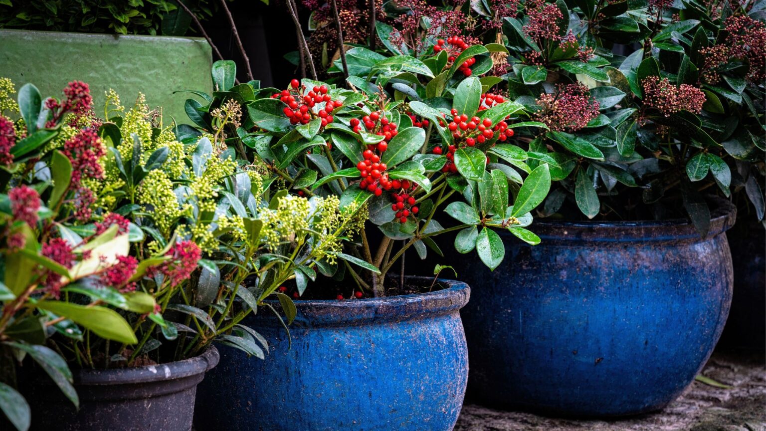 Cold-loving plants that add cheery colour to winter gardens