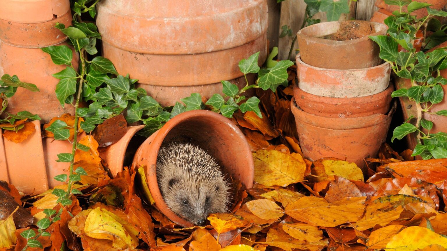 Wildlife-friendly ways to tidy your garden for autumn