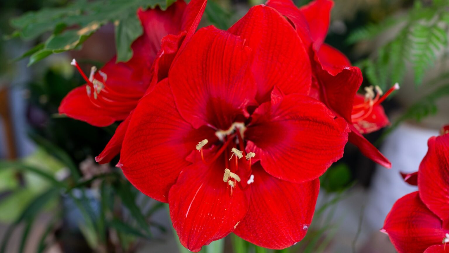 Now’s your last chance to plant amaryllis for Christmas blooms