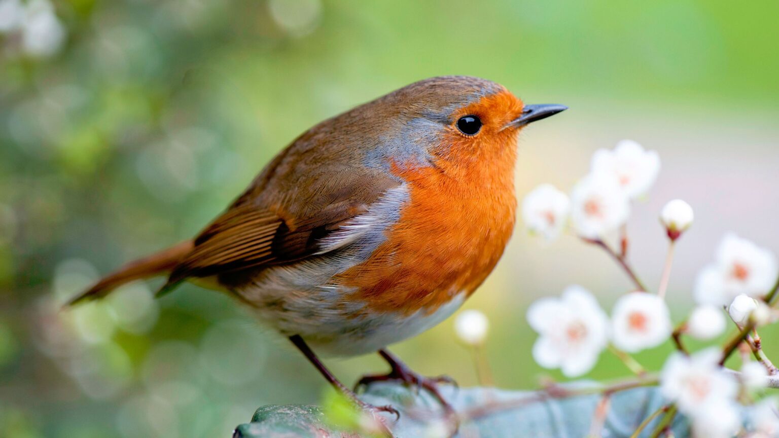 Gardeners urged to plant this spring bulb to attract birds