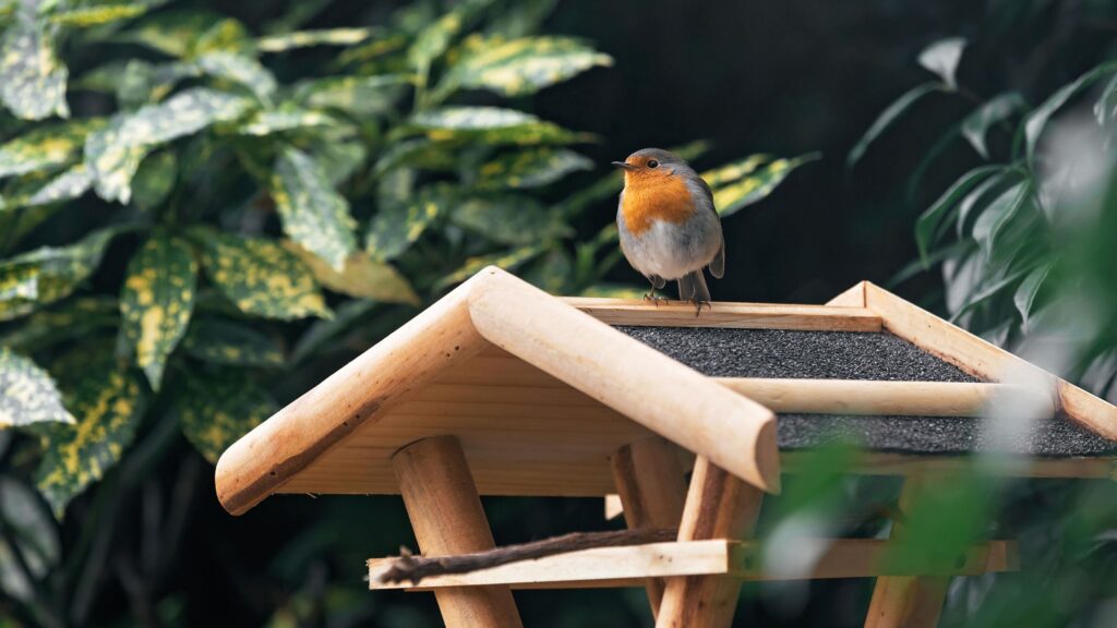 5 birds to spot in winter – how to attract them to your garden | Home ...
