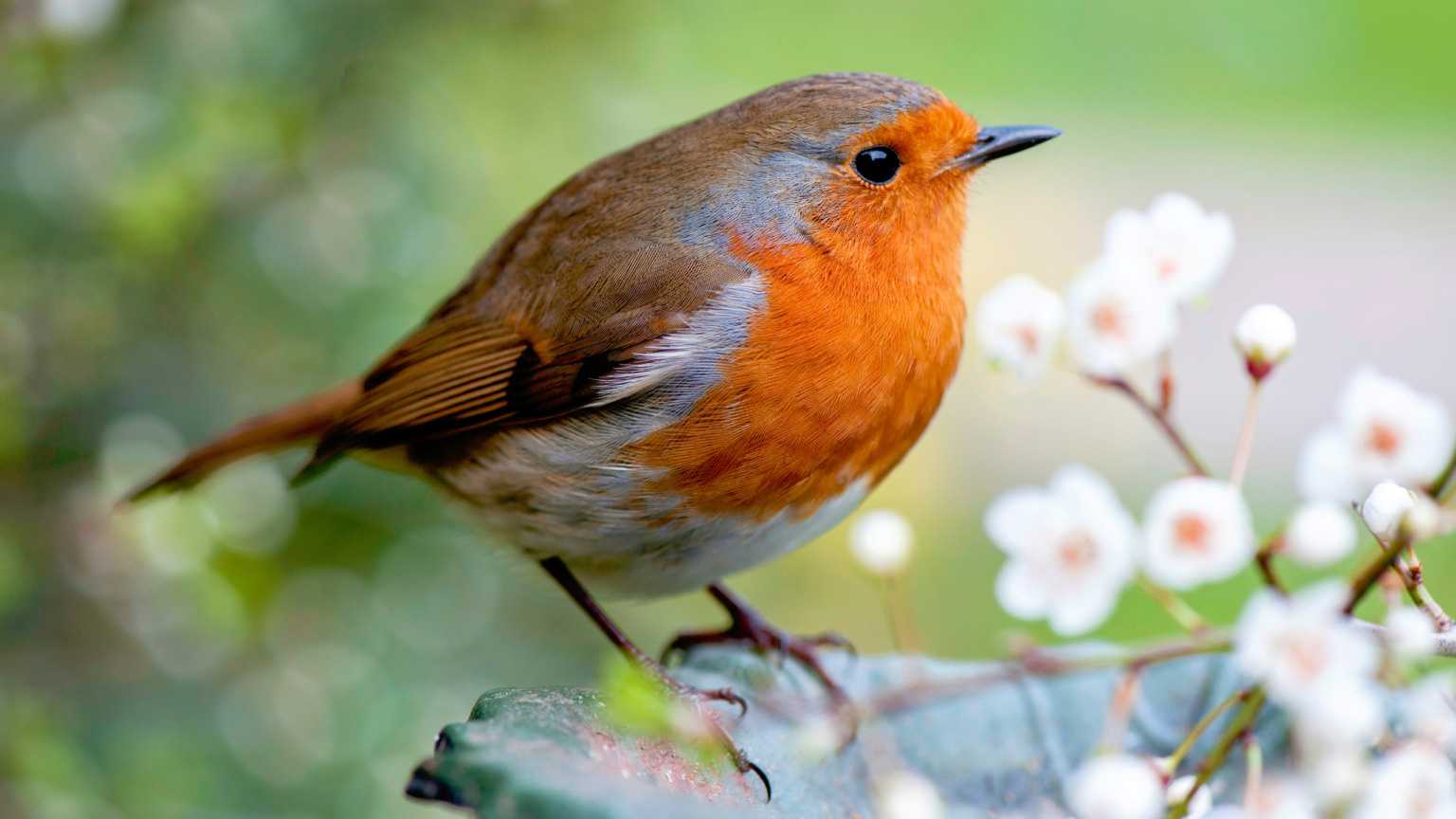 1 fruit that encourages robins to return to your garden