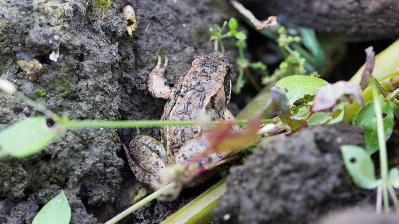 How to build a frog house for your garden ahead of winter
