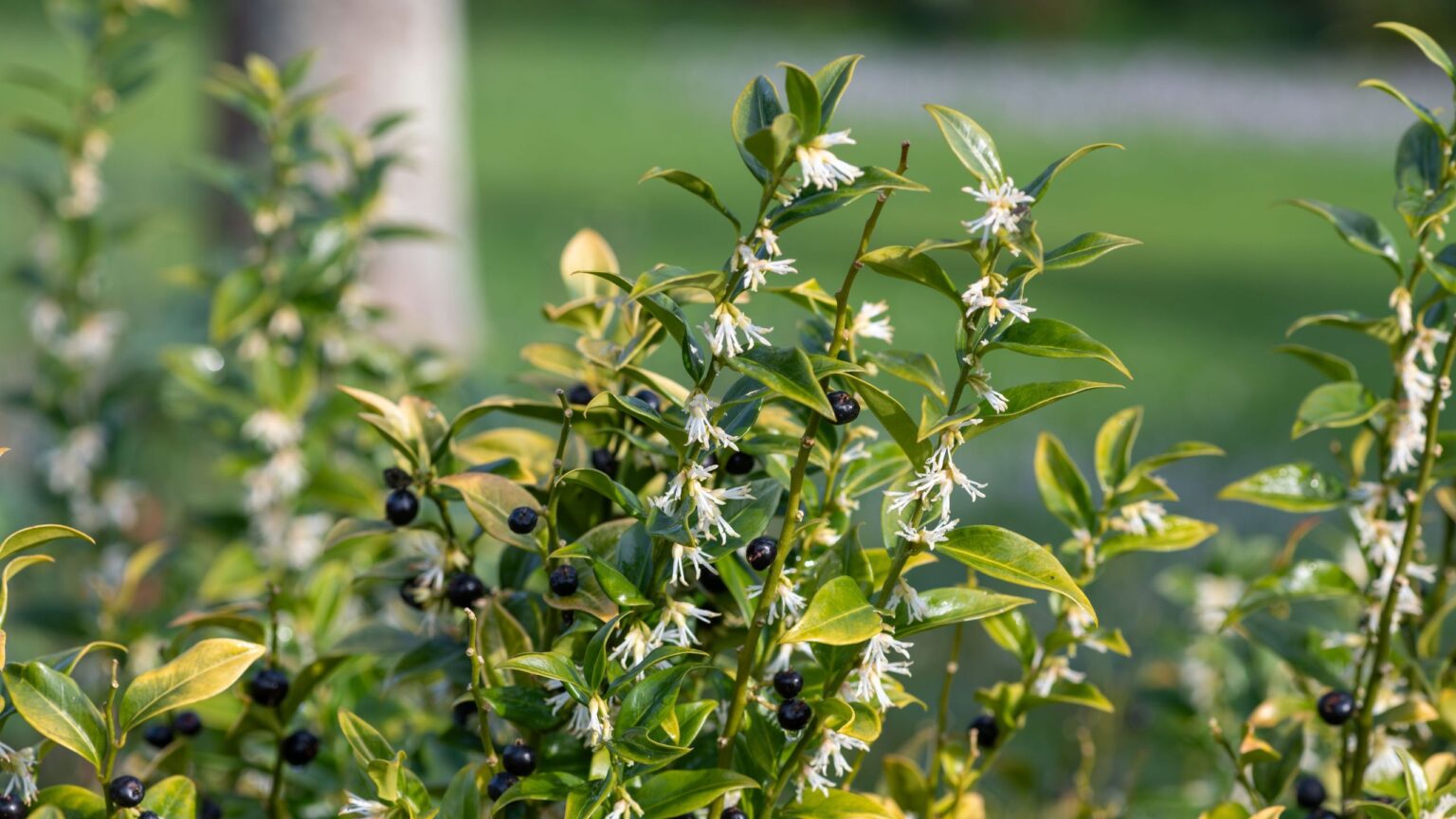 6 of the best outdoor Christmas plants for the garden