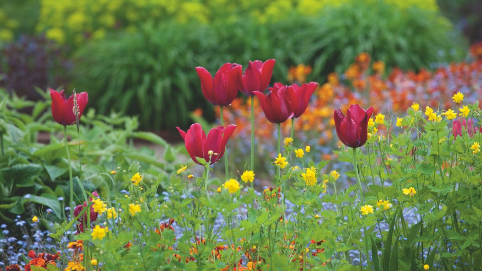 Can you still plant tulip bulbs up to Christmas?