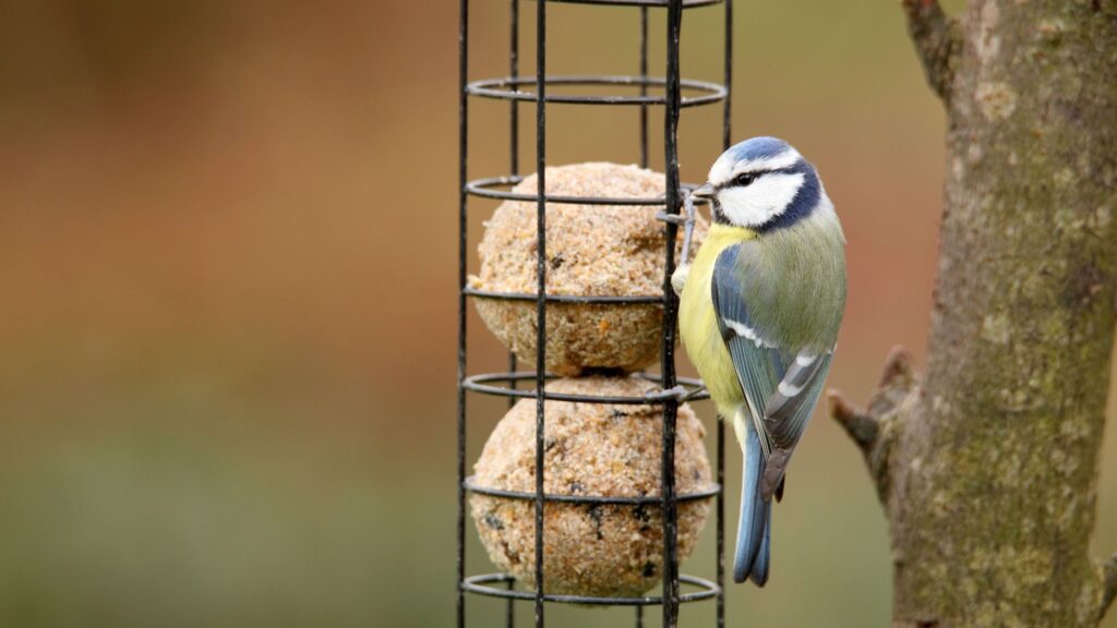 What to feed birds in a garden – 7 of the best options | Home ...