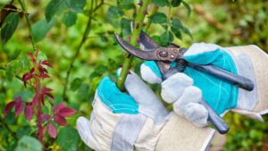 The cold weather pruning method to protect plants in spring