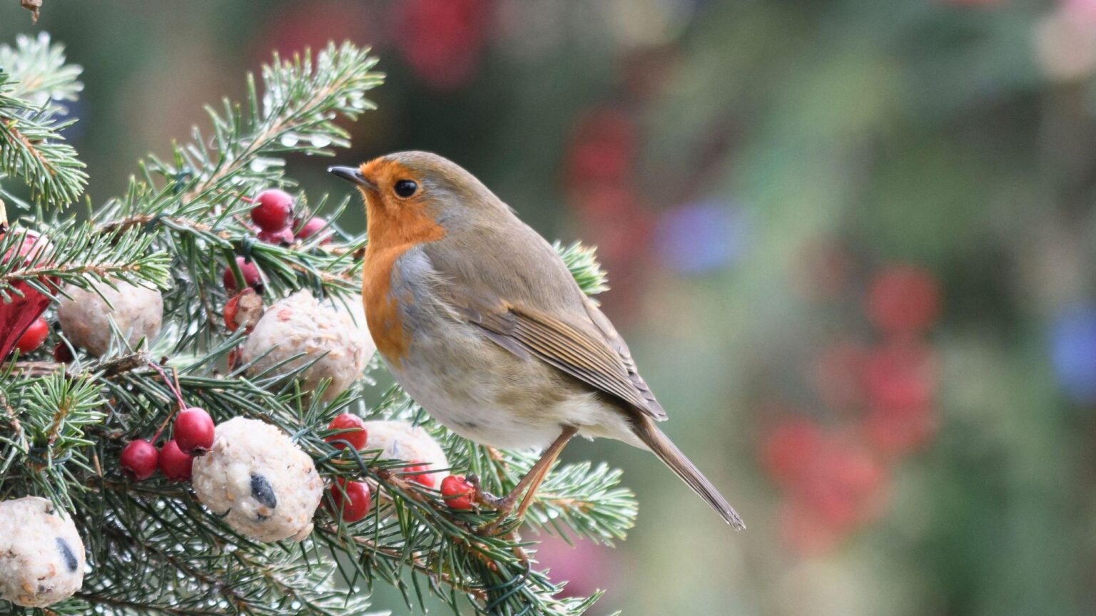 What to do with your old Christmas tree to help wildlife